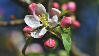 jabloň květ apple-blossoms-4159454 1280